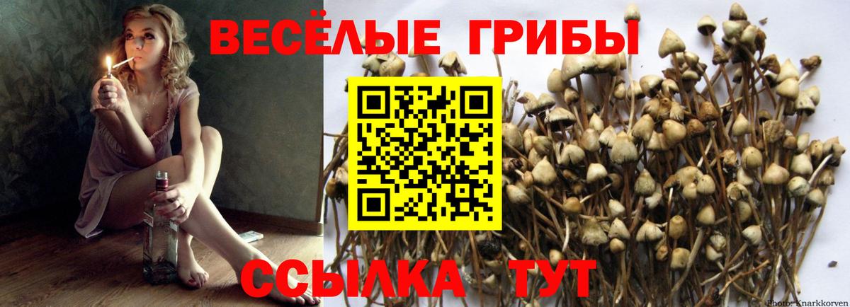 дарнет шоп  Галлюциногенные грибы ЛСД  Нальчик  Вход с VPN  Псилоцибиновые грибы Psilocybine cubensis 